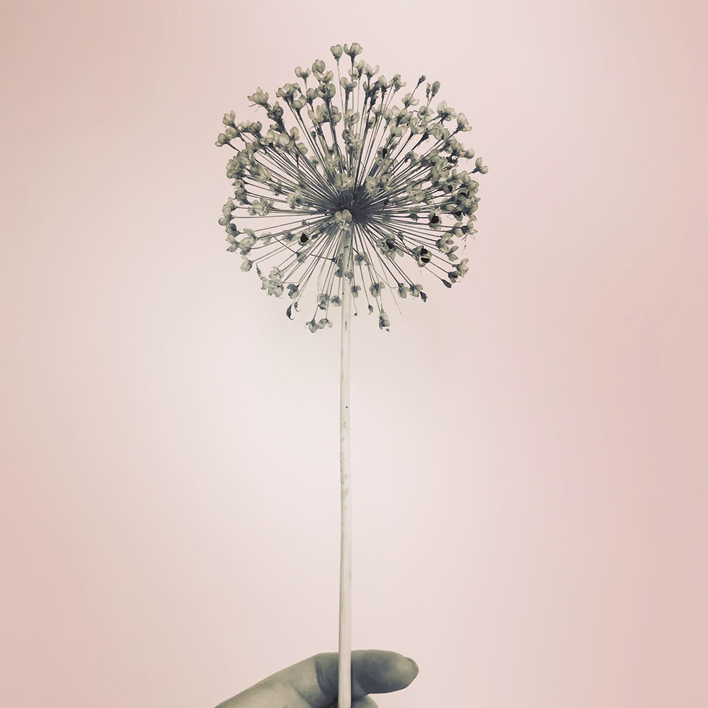 gardens-and-florists